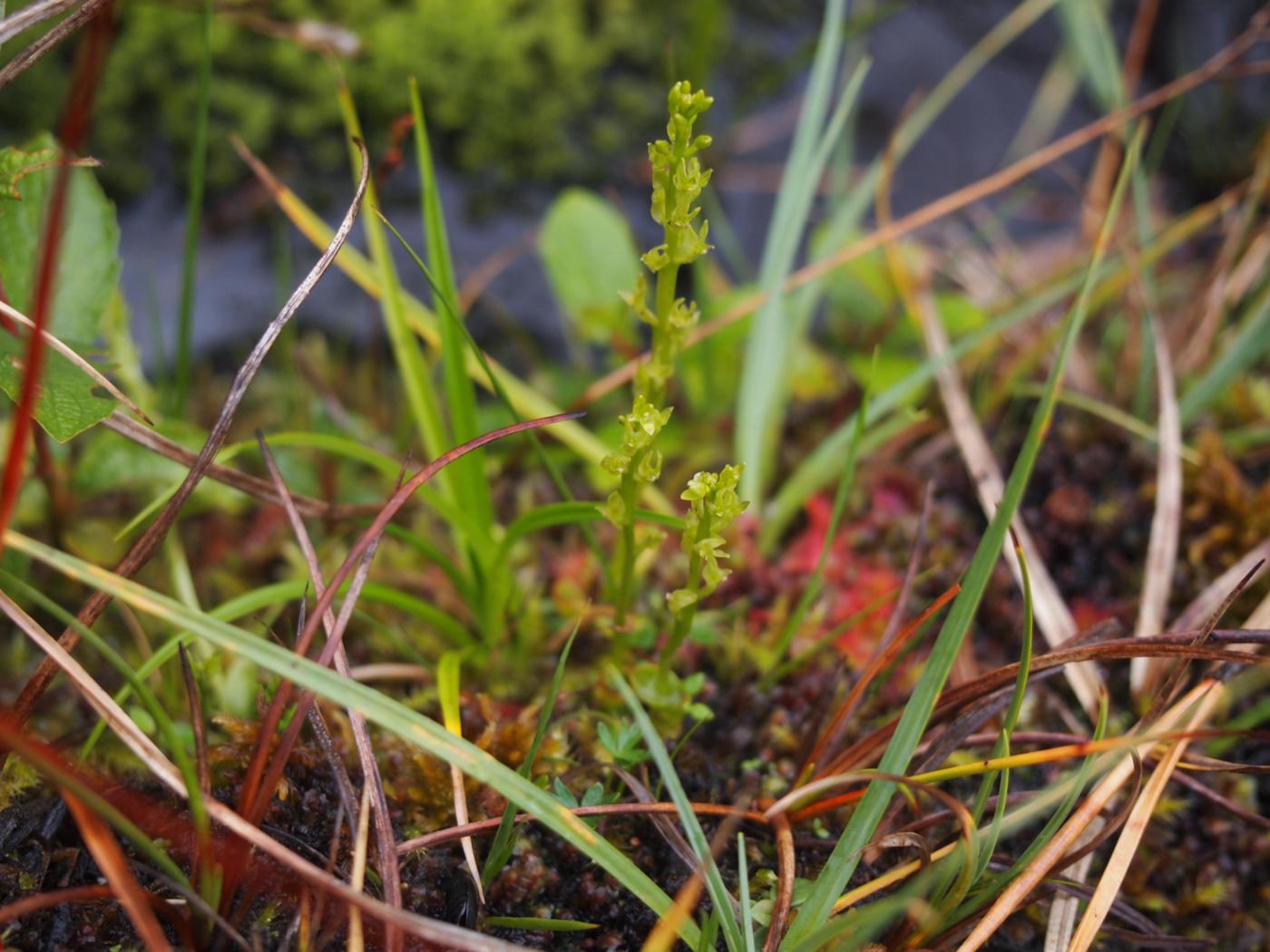 Orchid, (Little) Bog plant